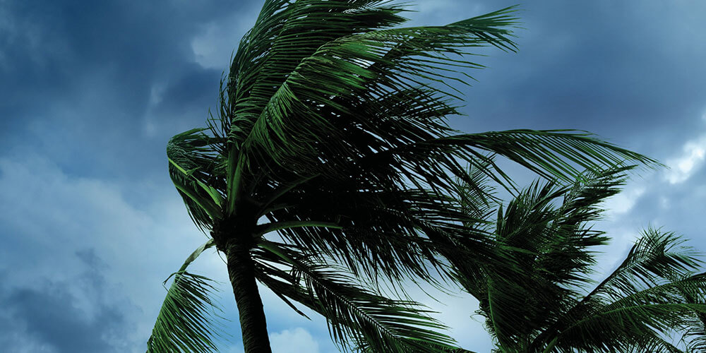 Palm trees whipped by high winds.