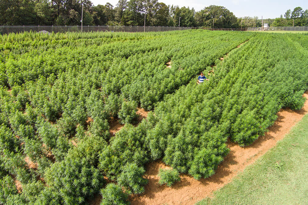 The University of Mississippi’s 12-acre farm has been the sole domestic source of cannabis for government-funded and approved research.