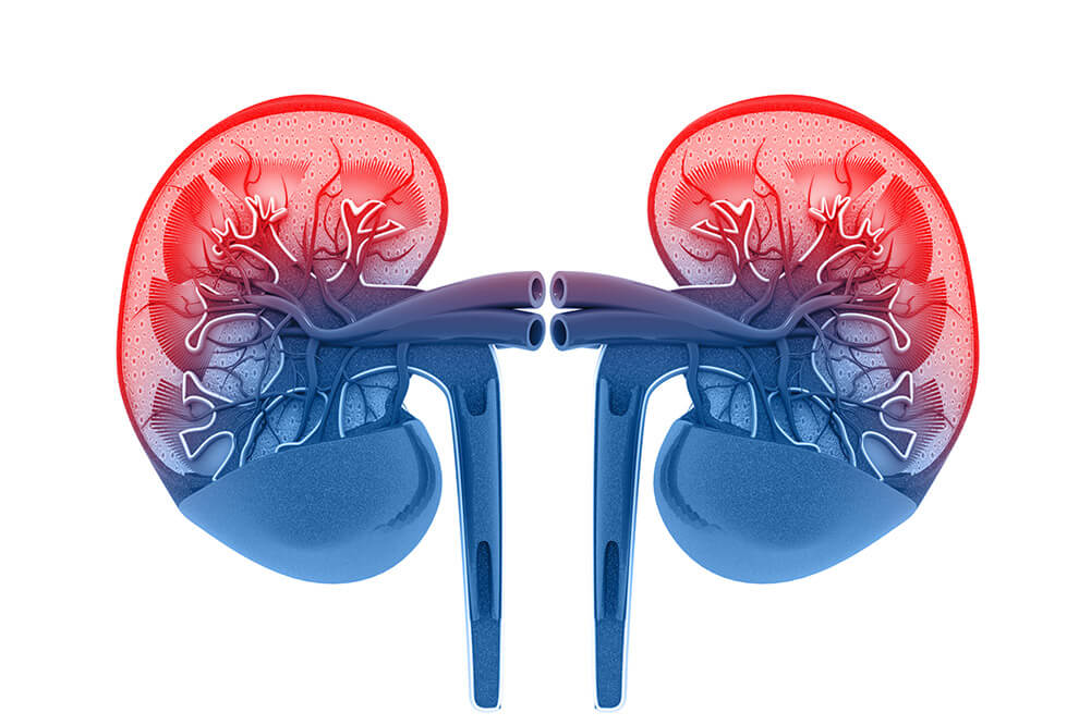 Colorful illustration of kidneys with cross section.