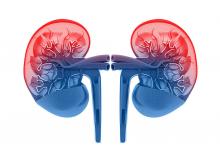 Colorful illustration of kidneys with cross section.