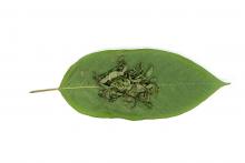 Kratom leaf